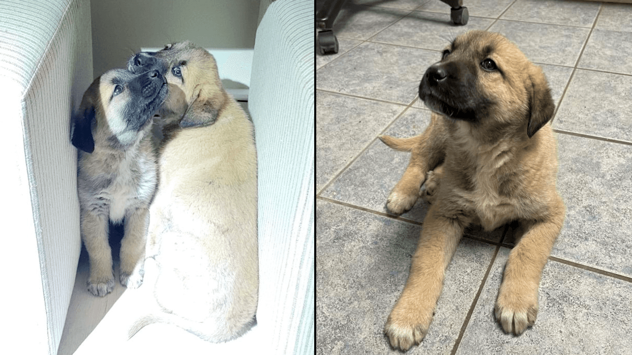 Two puppies, including a puppy with leg fractures, were recovered from a home in Ronkonkoma on Wednesday