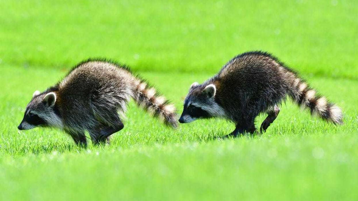 Two raccoons run across the 16th fairway during the final round of the Gainbridge LPGA at Lake Nona Golf and Country Club on February 28, 2021 in Orlando, Florida.