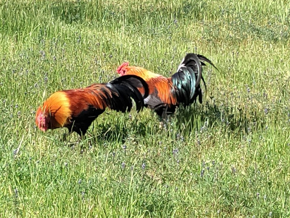 Two roosters in downtown Cotati, Apr. 7, 2021