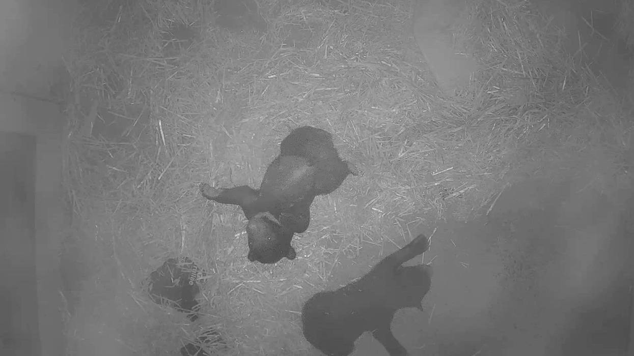 Two sloth bear cubs were born at the Philadelphia Zoo about six weeks ago.