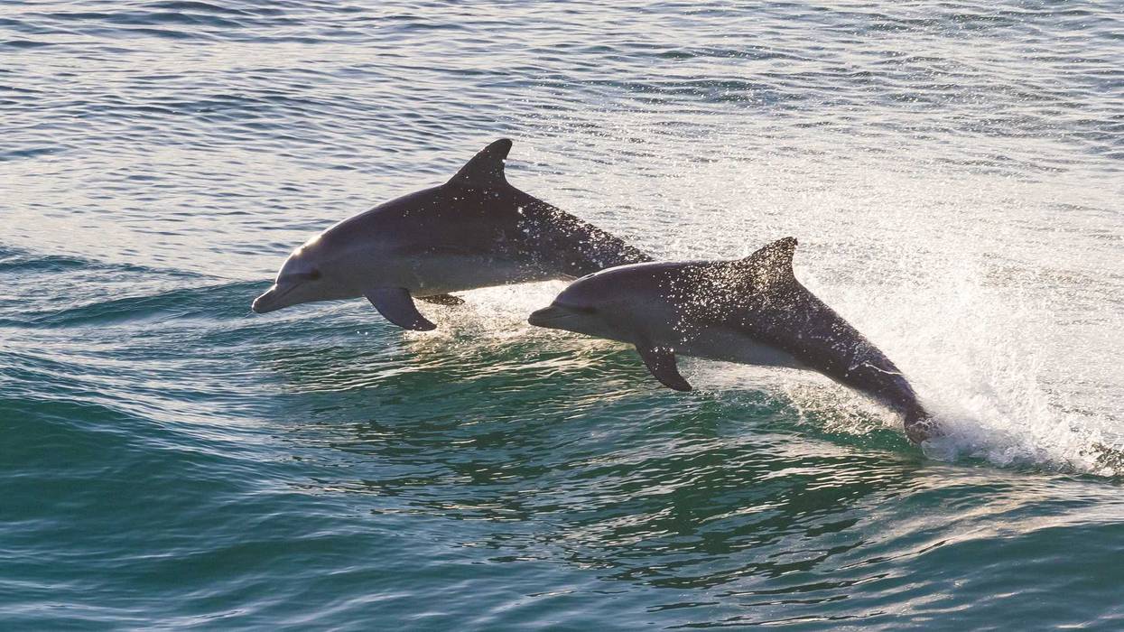 Two sparkling dolphins jumping in beautiful turquoise colored water at sunrise at Cabarita, Northern NSW, Australia