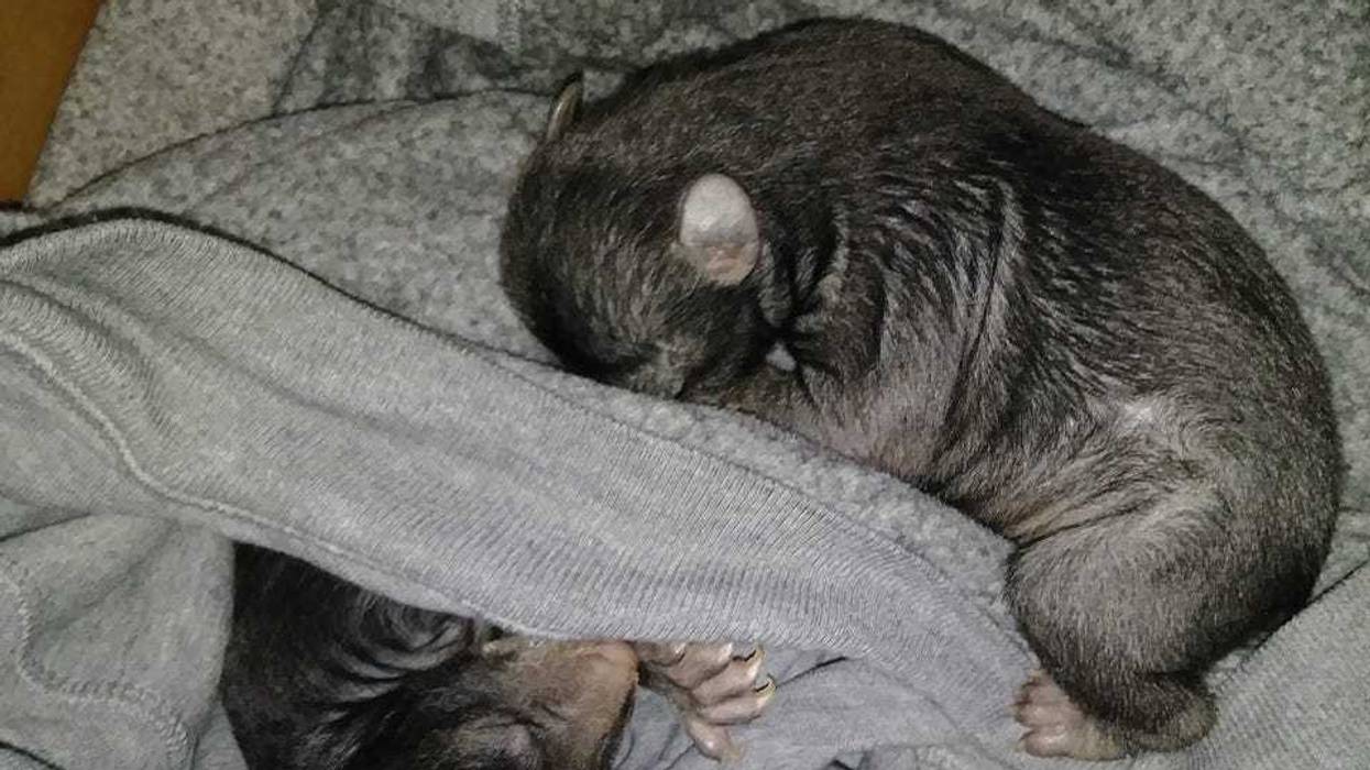 Two young bear cubs were mistaken for puppies by a North Carolina man after they were left at his residence, according to Camden County Sheriff Kevin Jones Img 4469