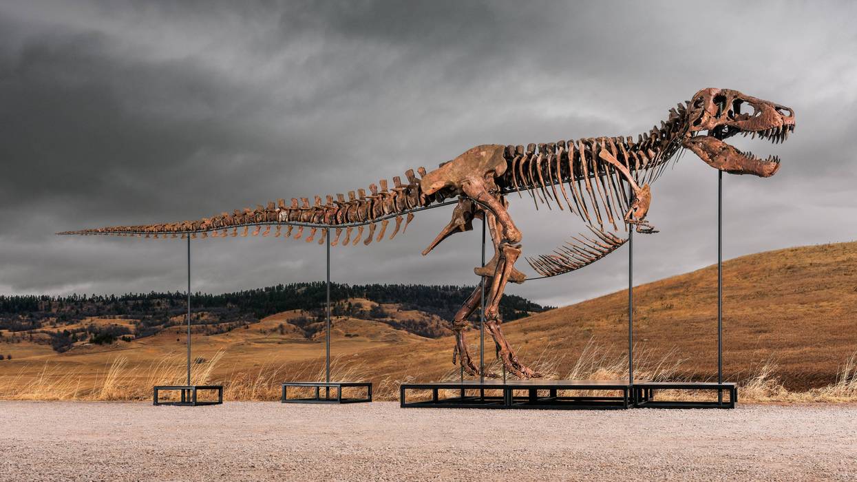 Tyrannosaurus Auction