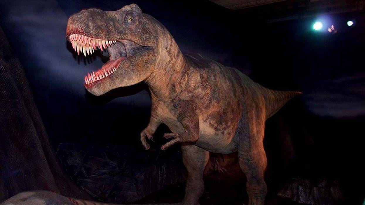 Tyrannosaurus Rex exhibit at the Natural History Museum