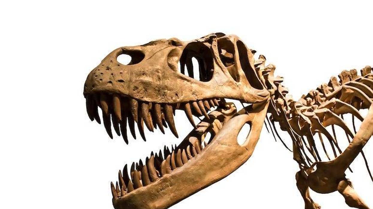 Tyrannosaurus Rex, T-Rex, Skeleton, Skull, Fossil