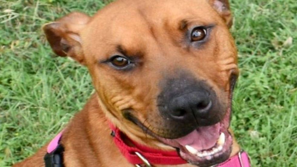 Tyson @ Austin Humane Society 8/9/23