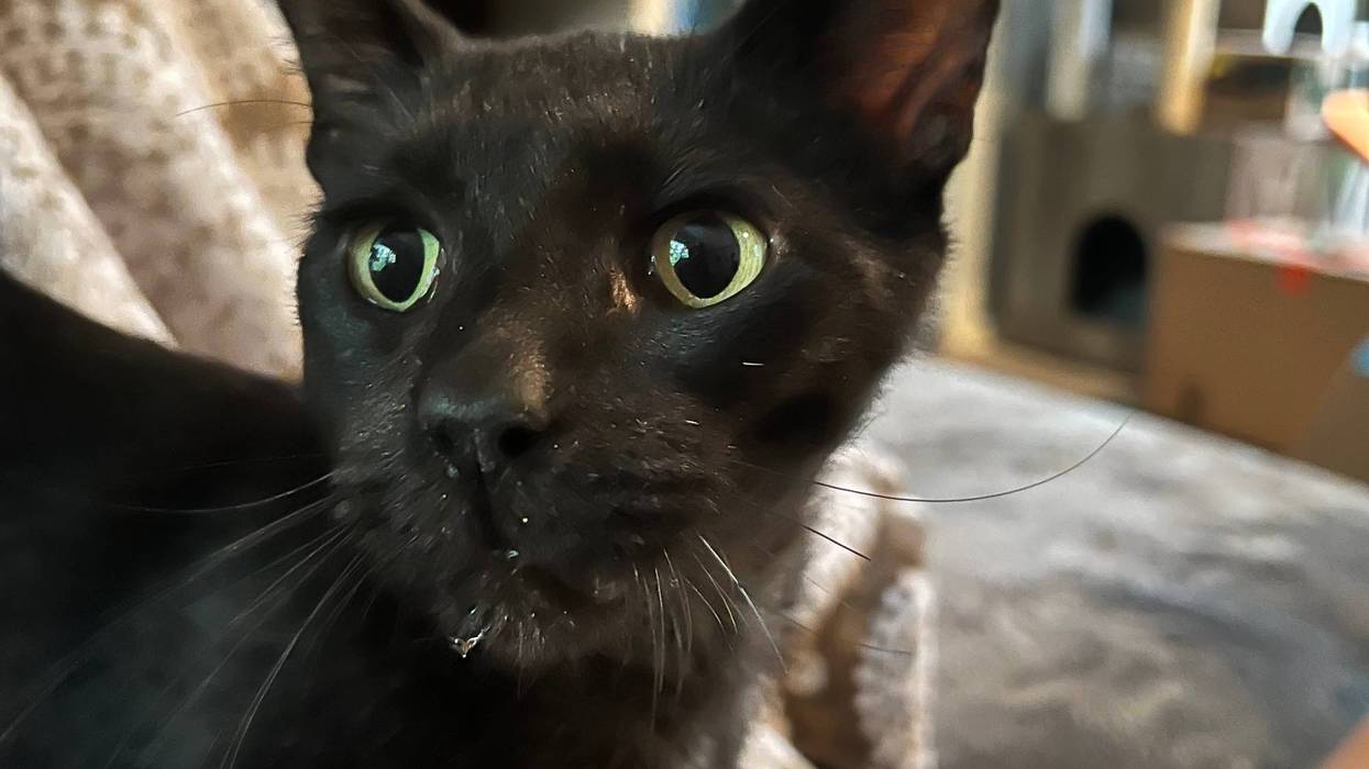 Tyson-The Humane Society of North Central Florida