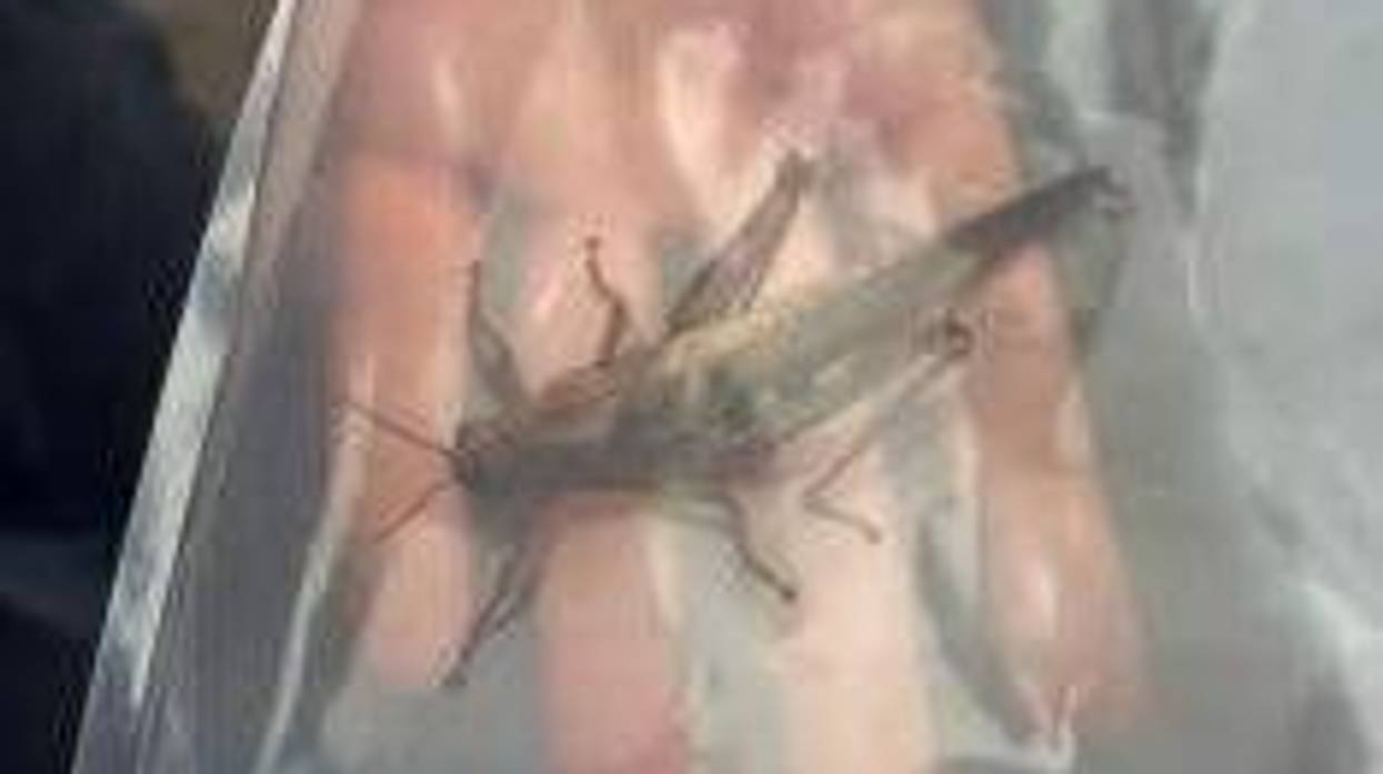 U.S. Customs and Border Protection (CBP) agriculture specialists intercepted an elusive Egyptian locust during container inspections at a local railyard, September 29.