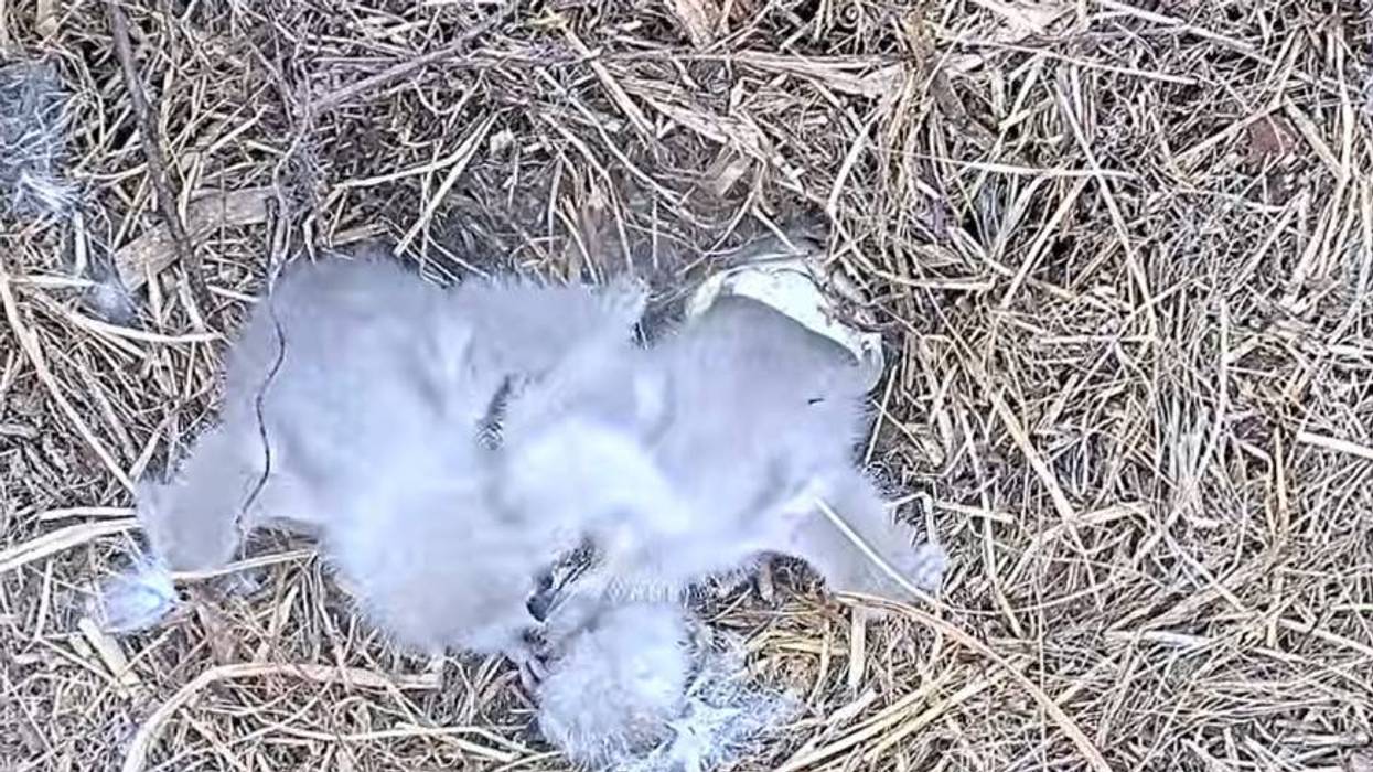 Eaglet undergoes major surgery after swallowing hook