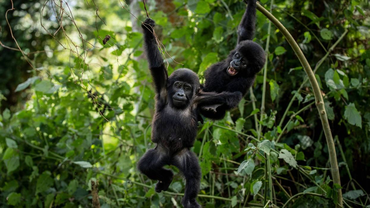 Uganda-World-Gorilla-Day