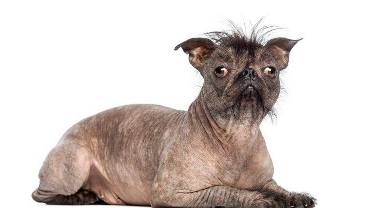 Ugly dog