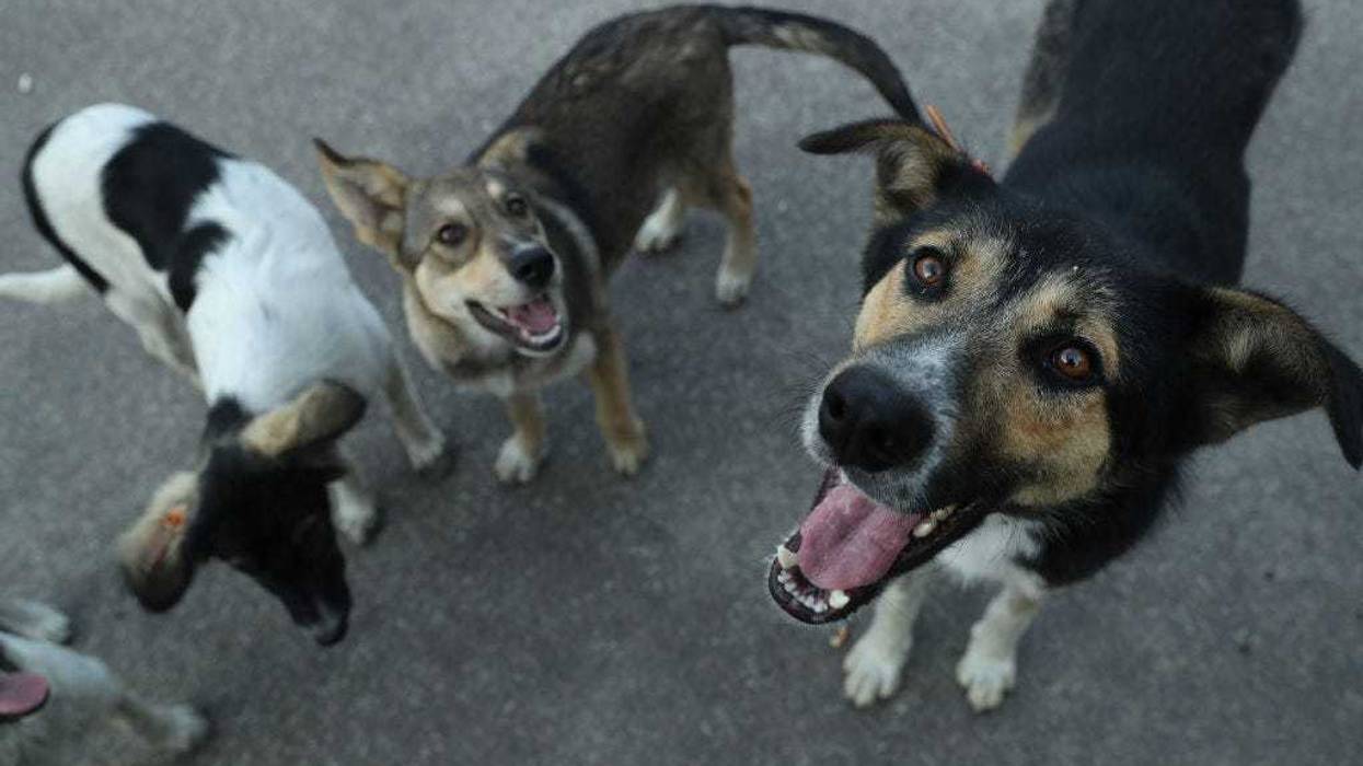 Ukrainian dogs