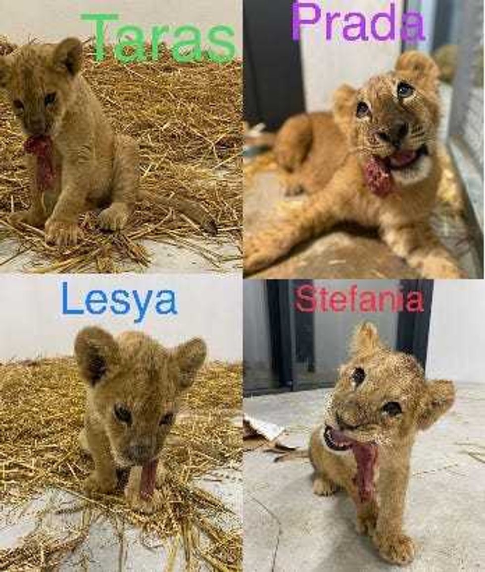 Ukrainian Lion Cubs