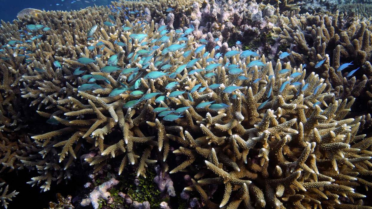 UN Oceans Treaty Talks