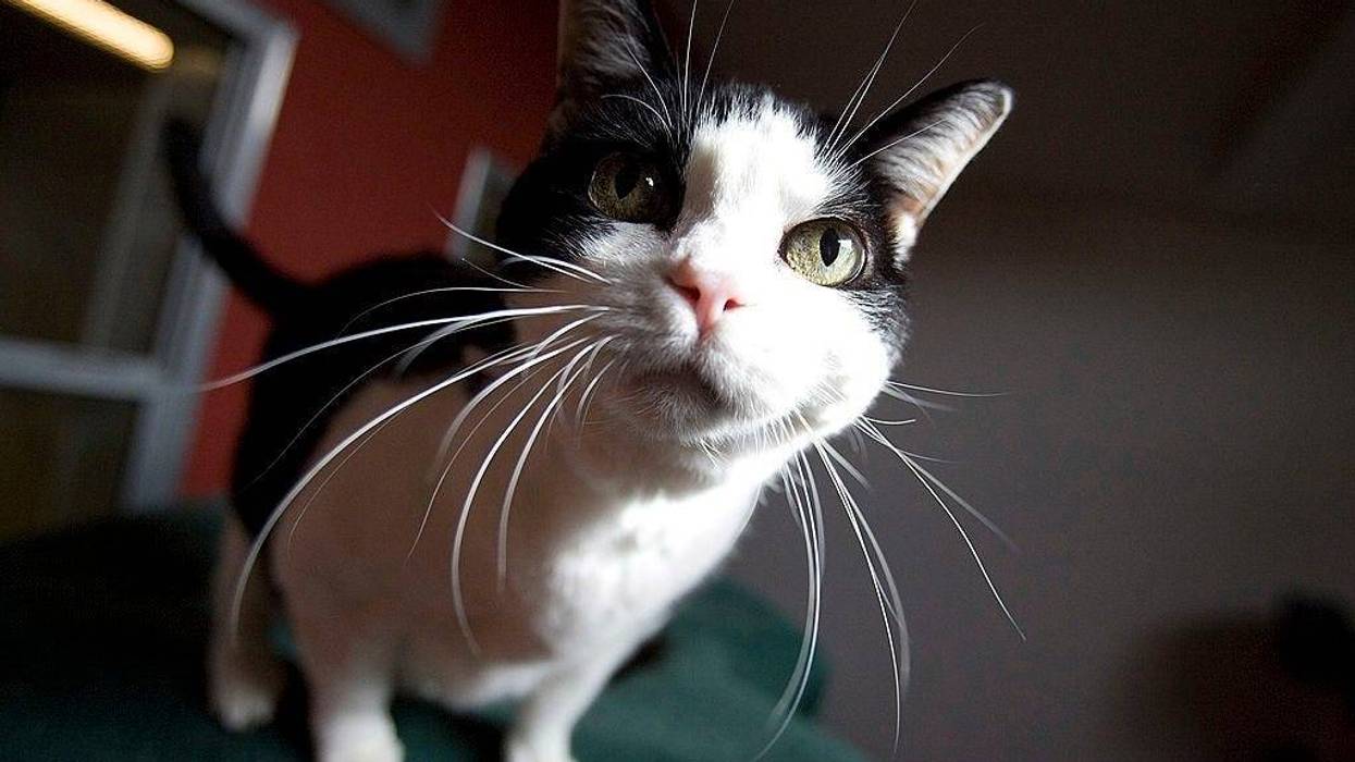 Under SB 573, all shelter animals must be micro-chipped before leaving the facilities