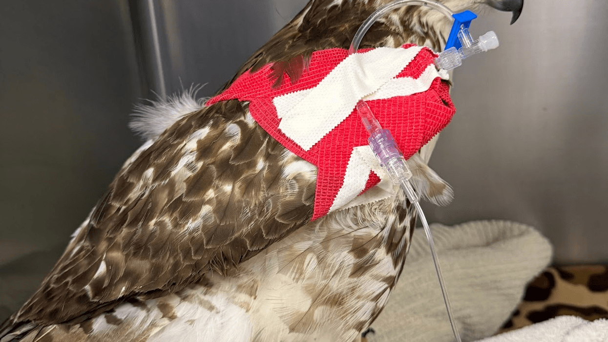 University of Illinois