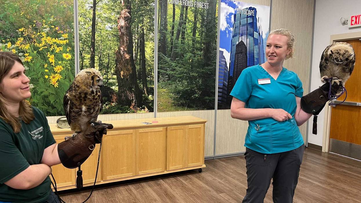 University of Minnesota Raptor Center looking to name two baby owls