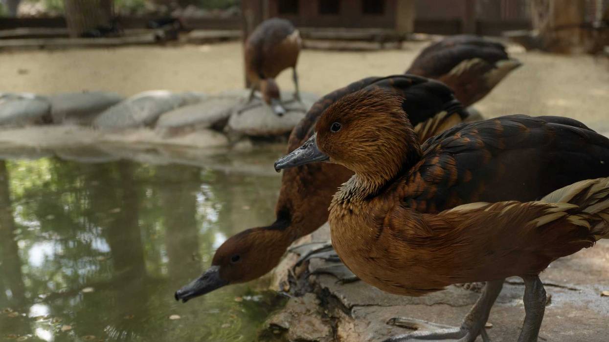 Up to 15 birds died of avian flu to NYC zoos, wildlife officials said.