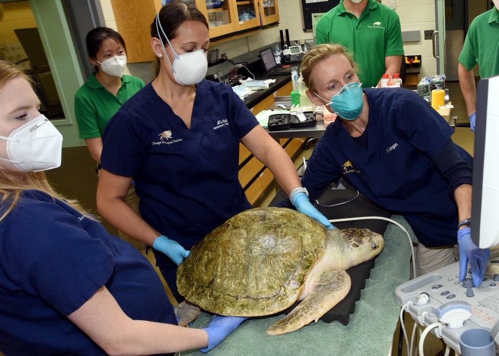 Upon arriving at Brookfield Zoo on September 9, Pistachio, an approximately 13-year-old Kemp