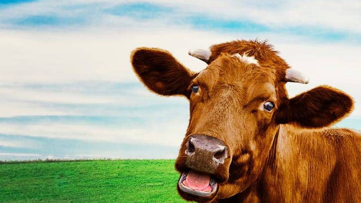 vaca