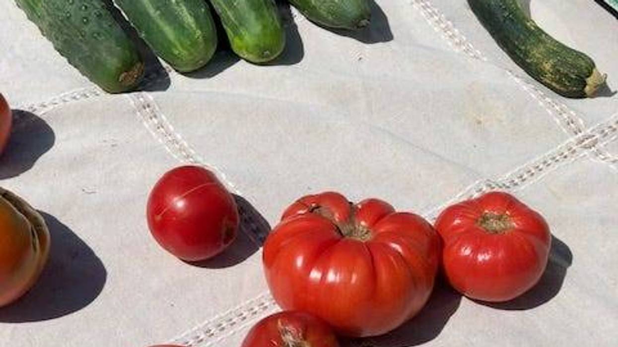 Vegetable garden