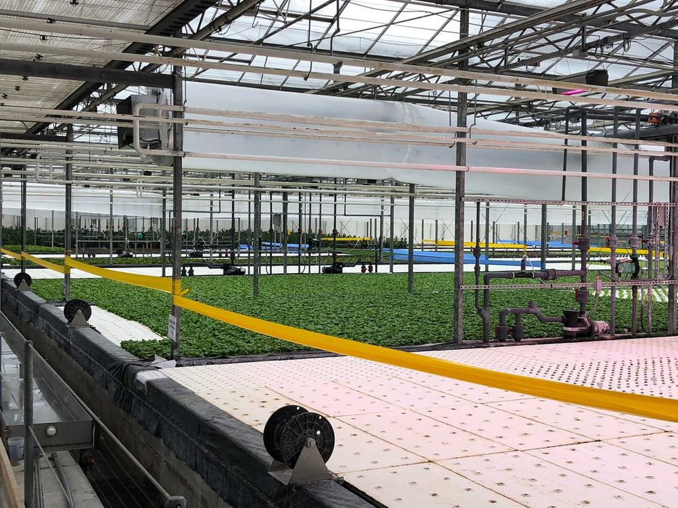 Vegetables being produced at Wheatfield Gardens in North Tonawanda. April 21, 2021
