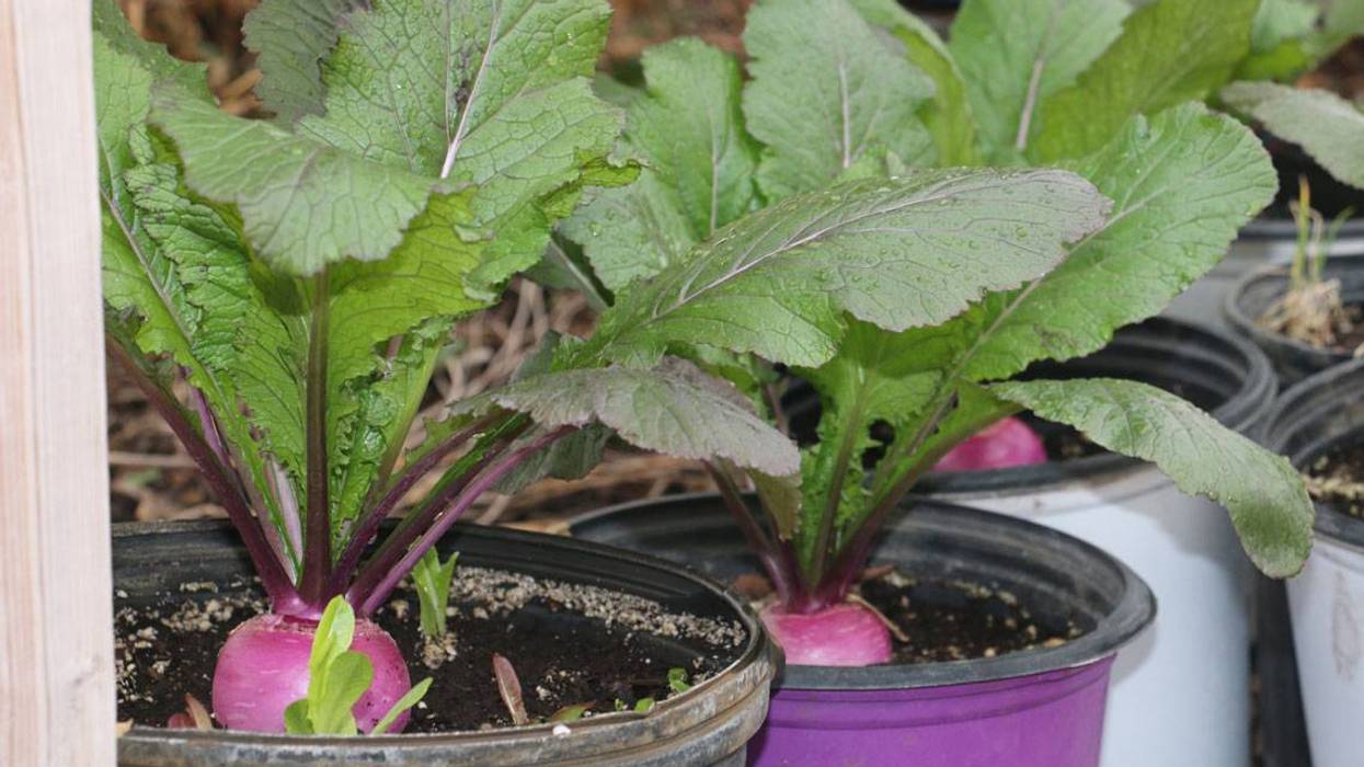 These 61 organizations will receive $3.5M in Illinois local food grants