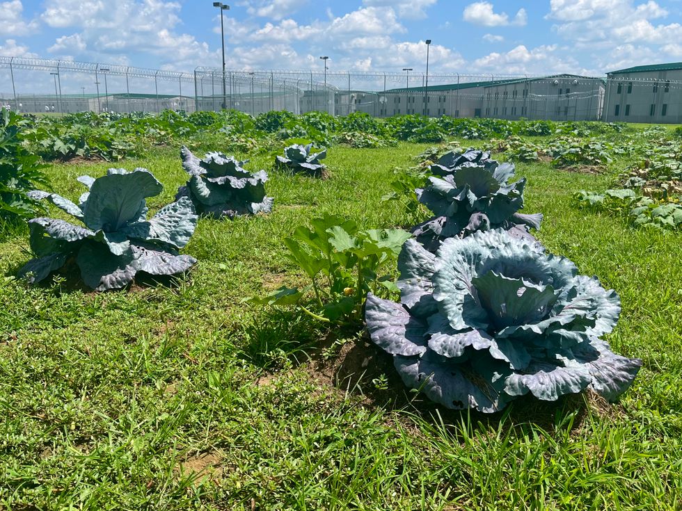 Vegetables growing in a Restorative Justice garden at a Missouri Department of Corrections facility.