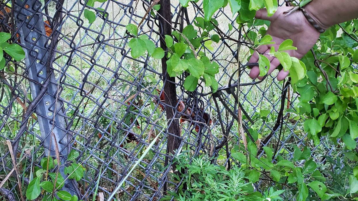 Vernon break in fence