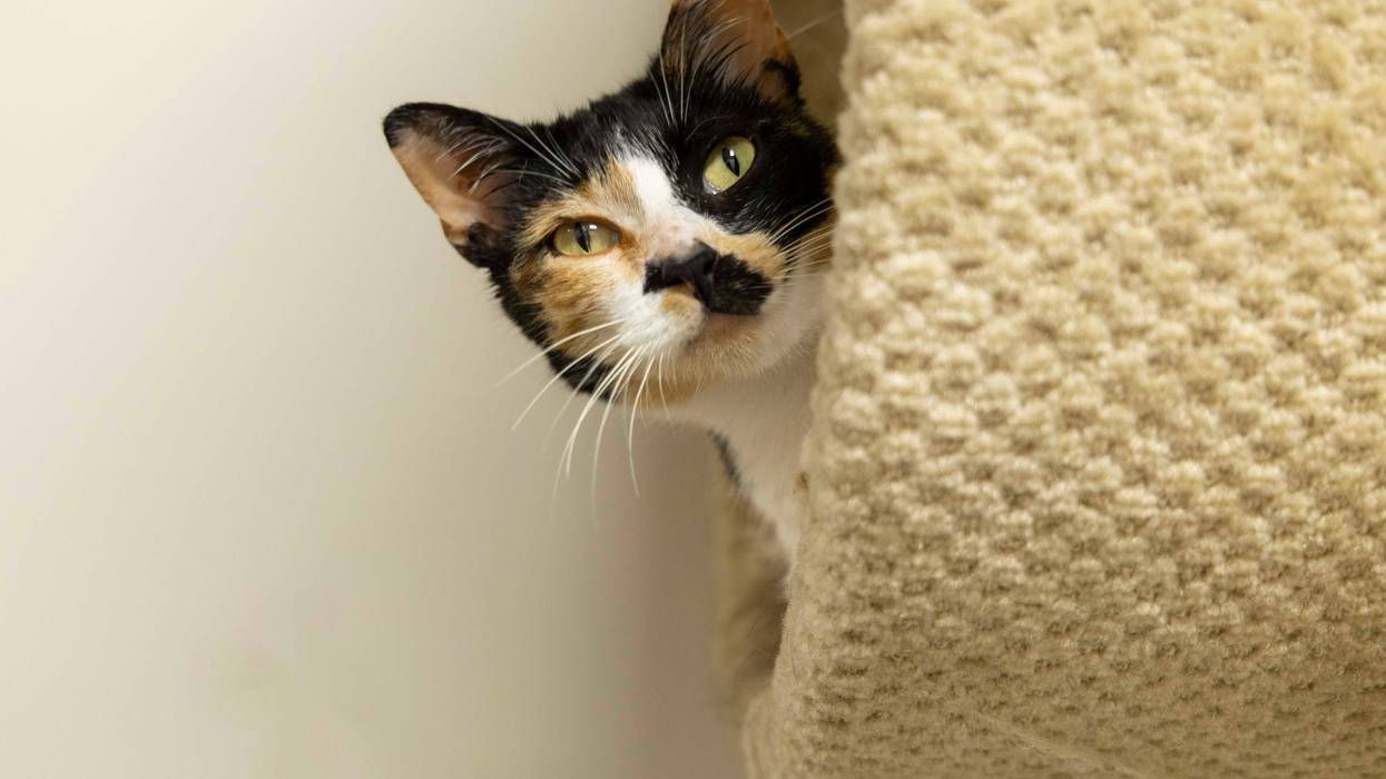 Veronica-The Humane Society of North Central Florida