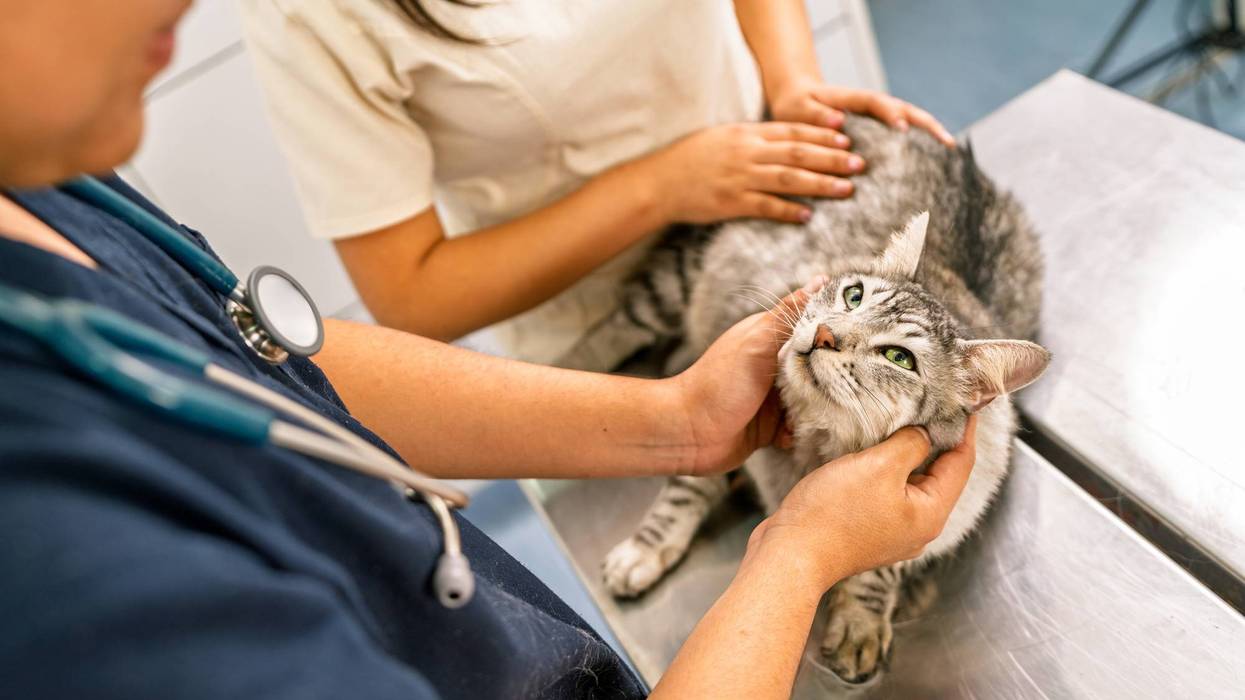 Veterinarian examining tabby cat in clinic during health check