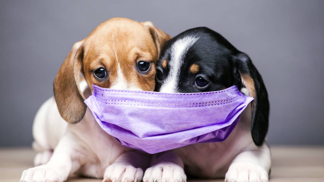 Vets advise pet owners to keep their animals inside during hazardous air quality alerts