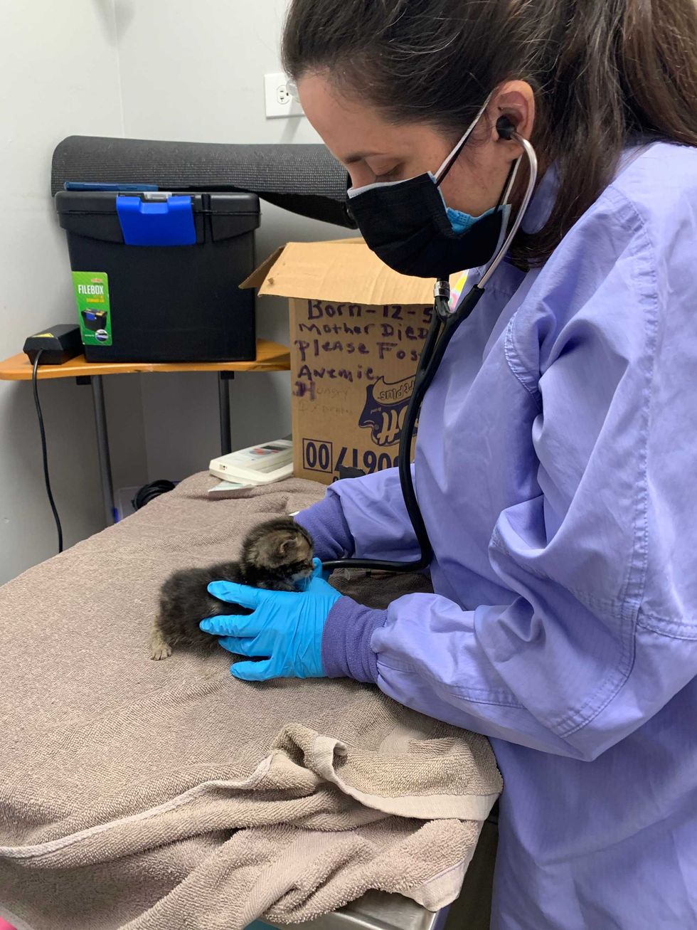 Veterinarians at the PAWS Chicago Medical Center, located at 3516 W. 26th St., gave the kittens emergency exams and feedings. In addition to hunger and dehydration, the veterinarians discovered that all the kittens have conjunctivitis (pink eye) and upper respiratory infections.