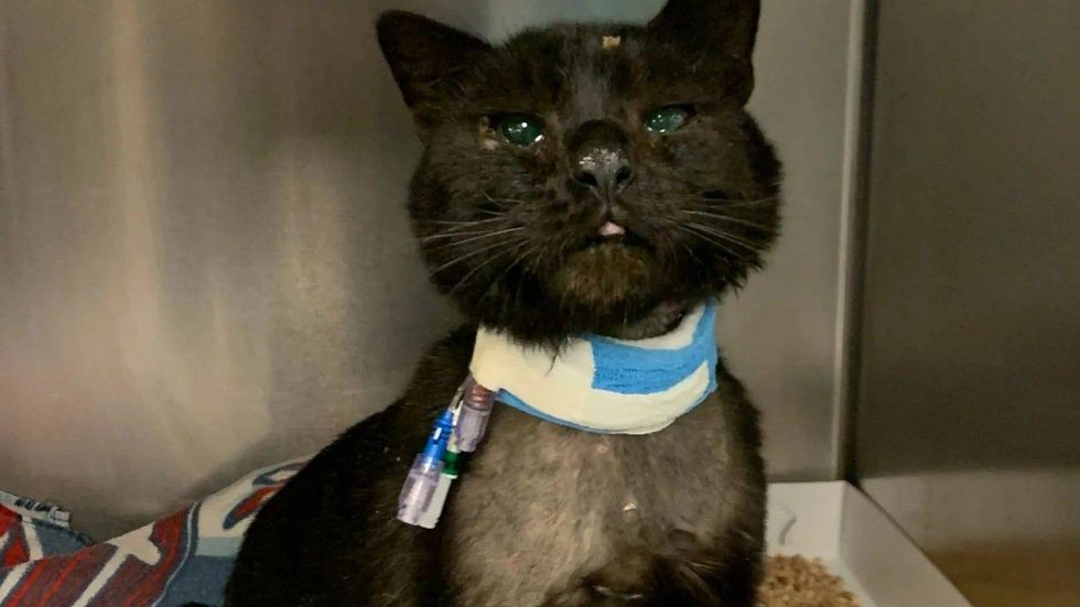 Veterinarians at the Pennsylvania SPCA set Buddy back on the road to recovery.