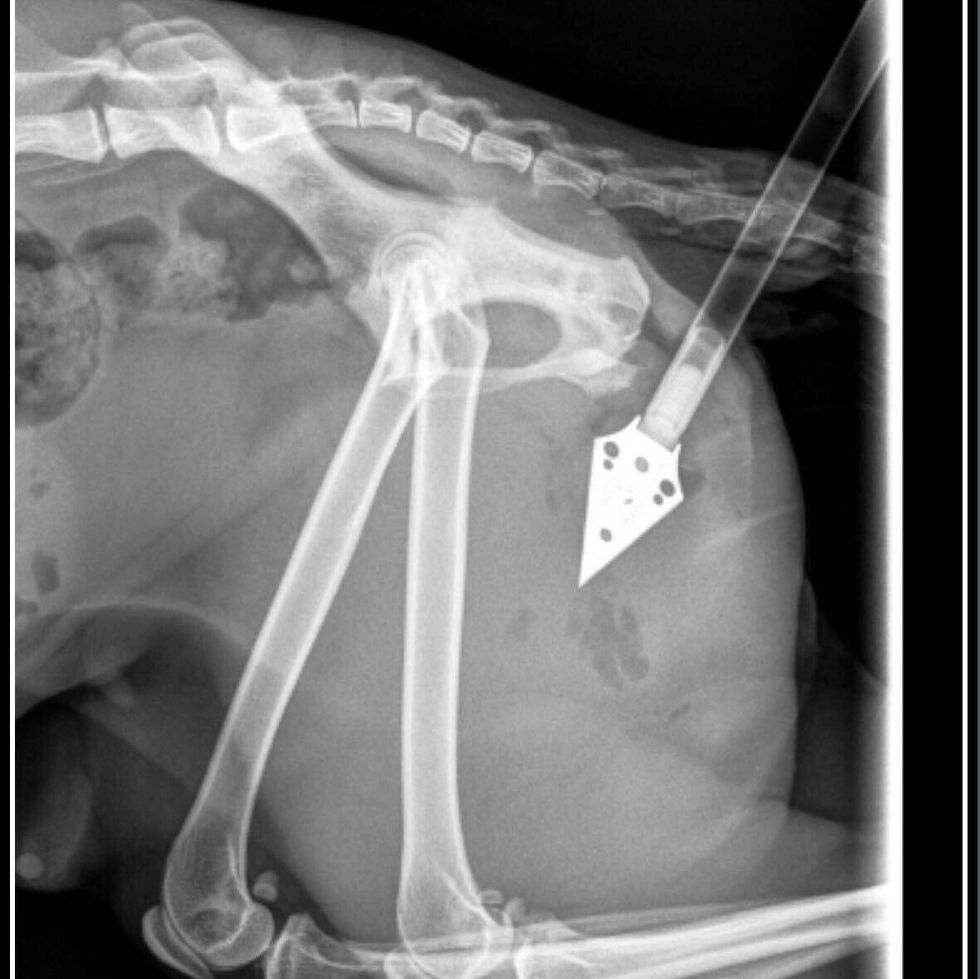 Veterinarians believe Kimiko was shot by someone with a crossbow, as shown in this medical image.