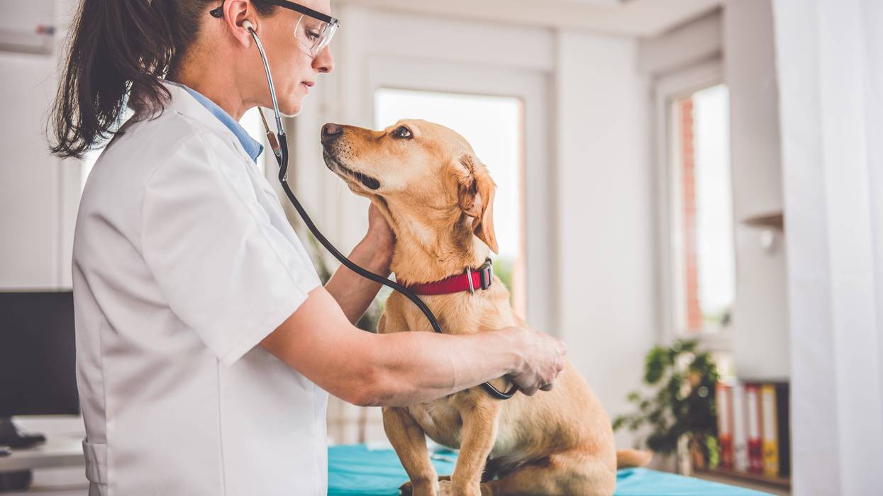 Veterinarians up to 3.5 times as likely to die by suicide as general population