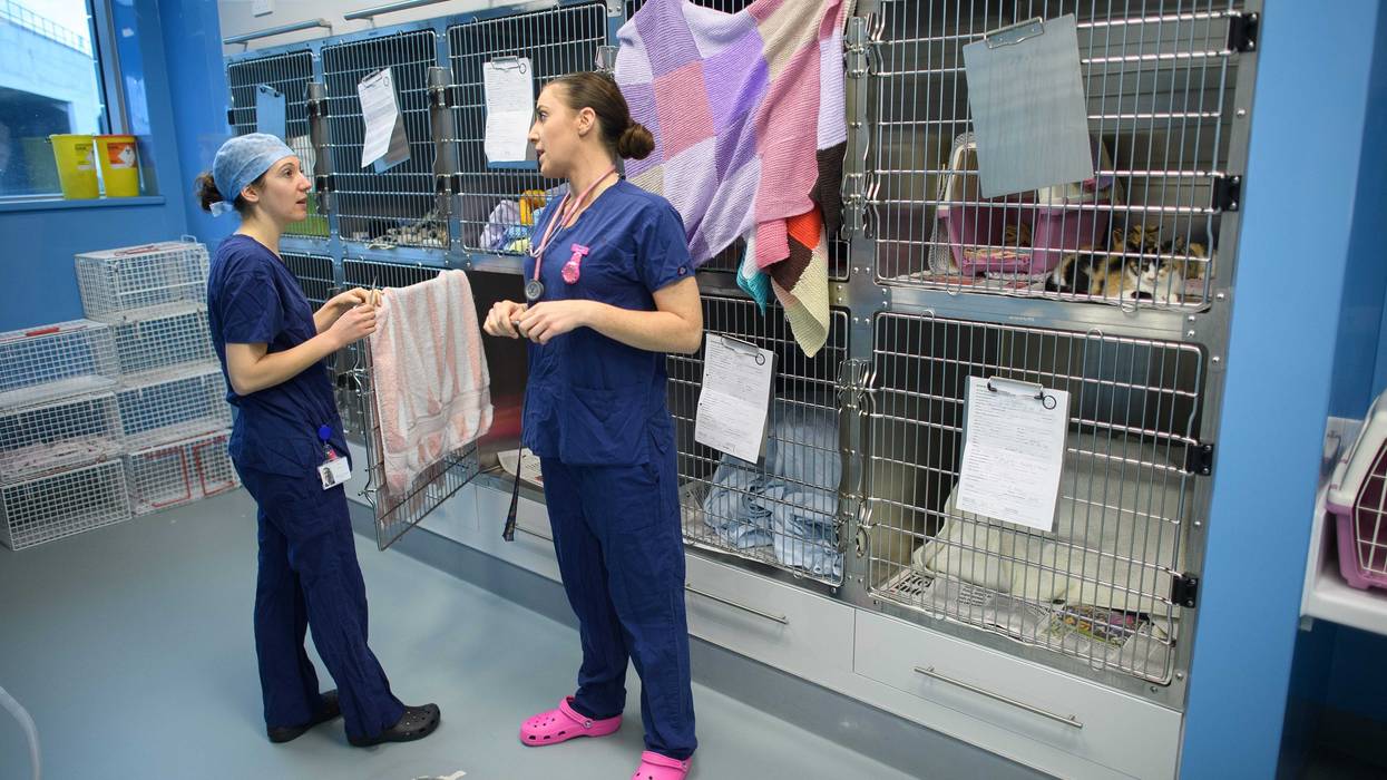 Veterinarians