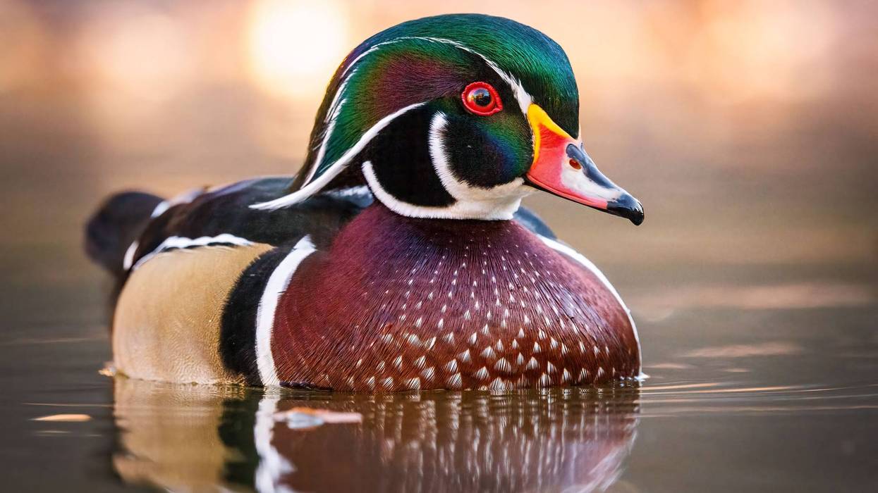 Vibrant male Wood Duck with iridescent green head, red eye, and colorful plumage, swimming.