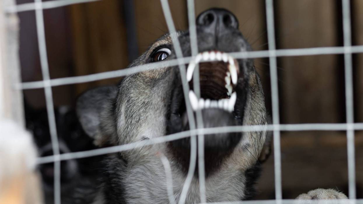 vicious dog