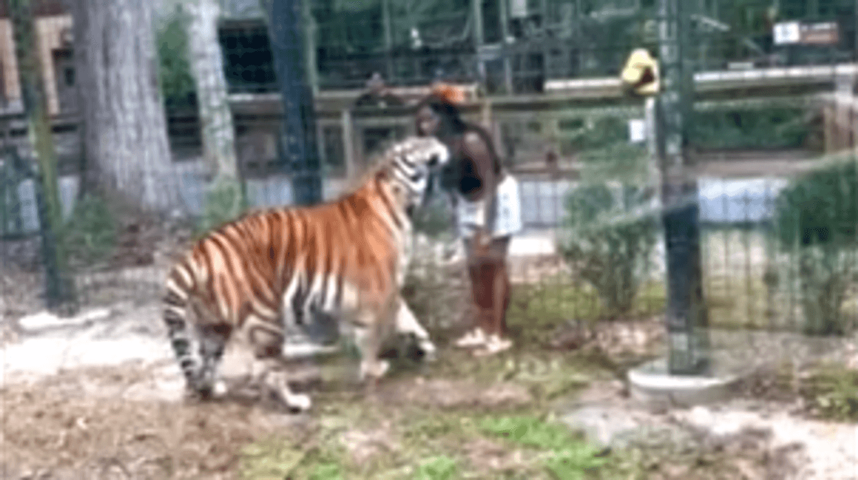 Video shows the woman getting right up to the tiger inside an enclosure at the Cohanzick Zoo