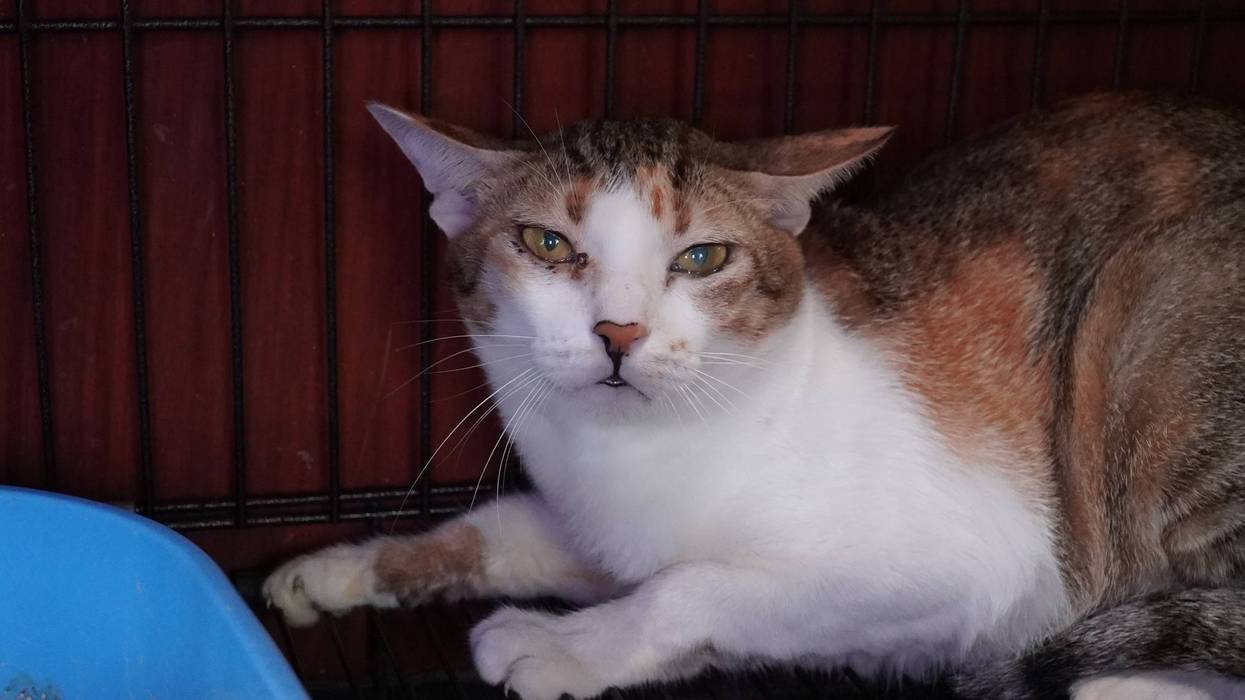 Vietnam Cat Meat 556