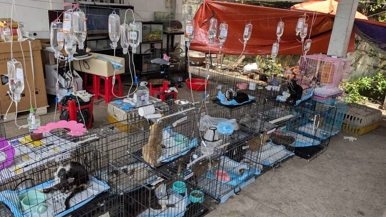 Vietnam-Cat Rescue