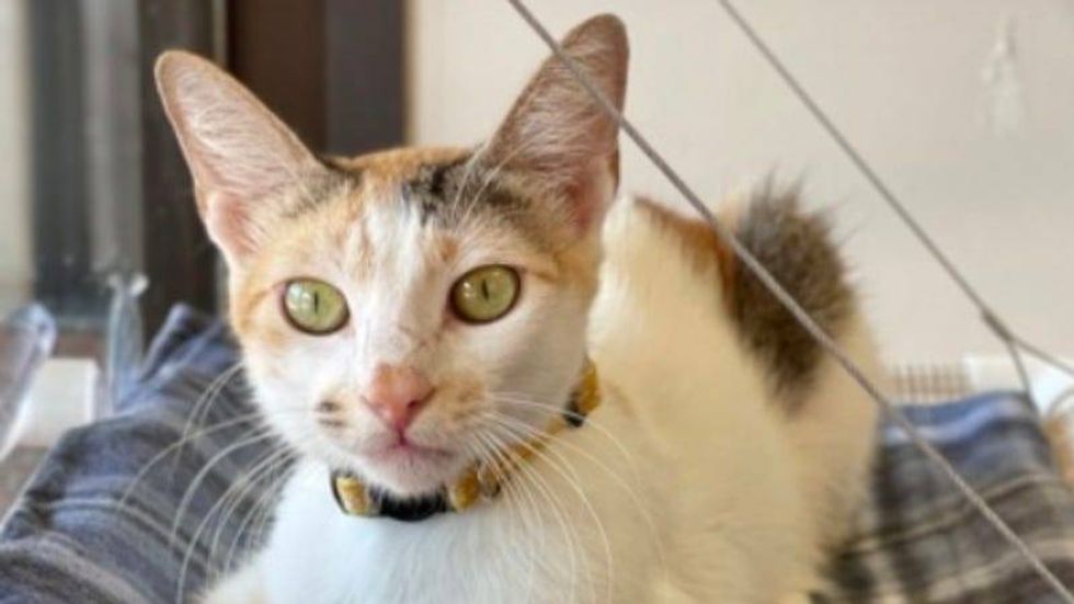 Vina @ Austin Humane Society 8/30/23