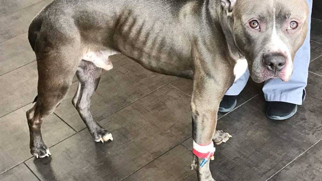 “Vinny” was found Feb. 17, 2020, in a double-bagged trash bag on Forest Avenue, just north of 87th Street in Willow Springs.