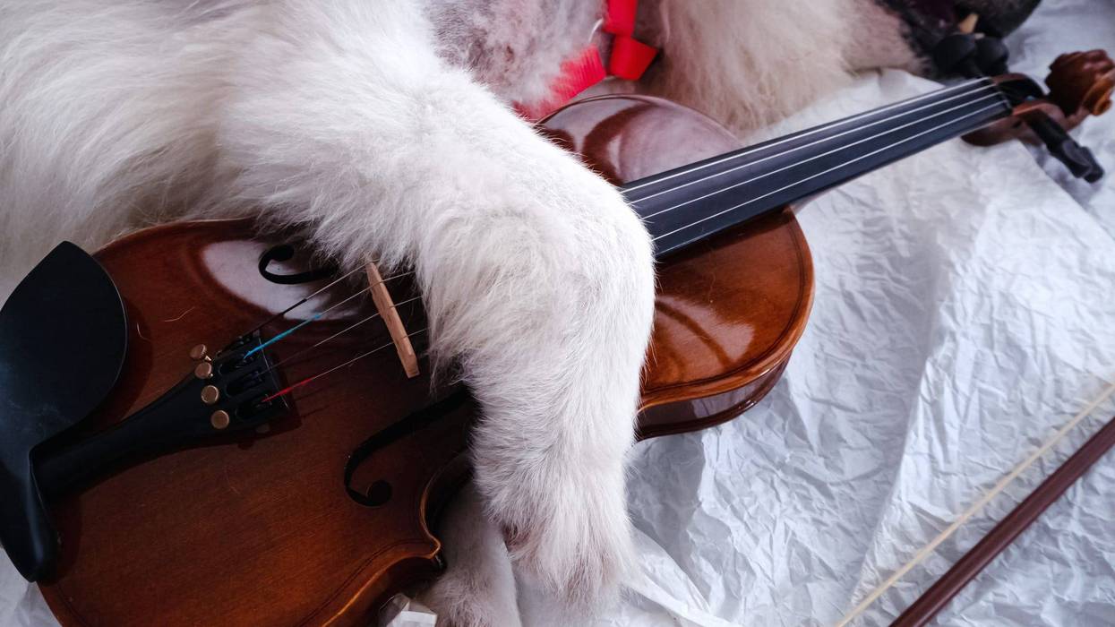 Violin and cute dog