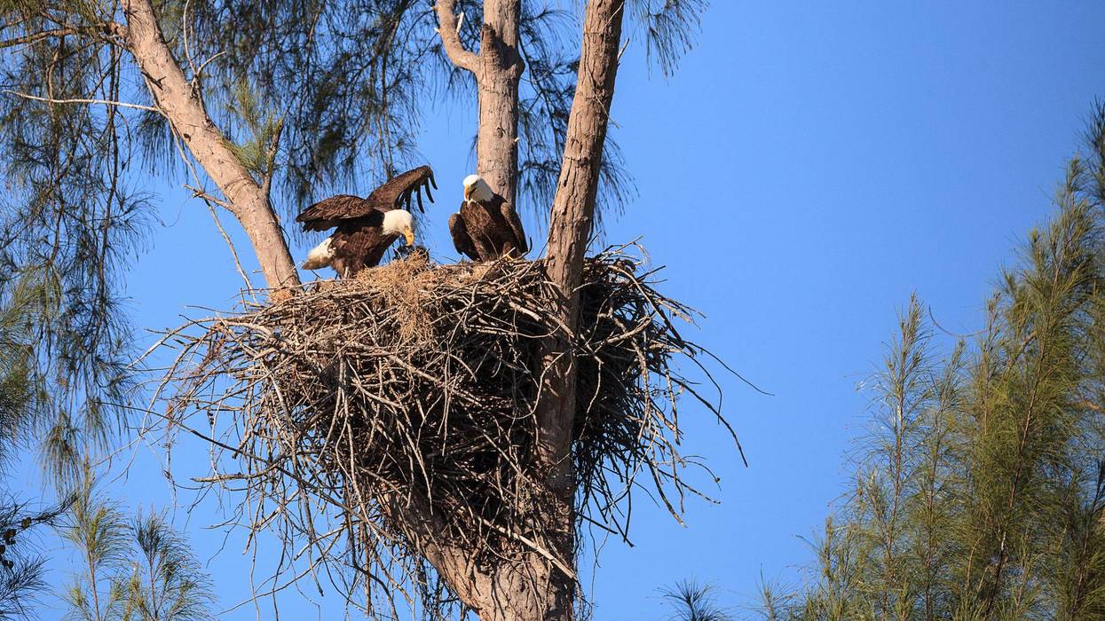 Viral bald eagle parents' eggs "unlikely" to hatch – even as they continue taking turns keeping them warm