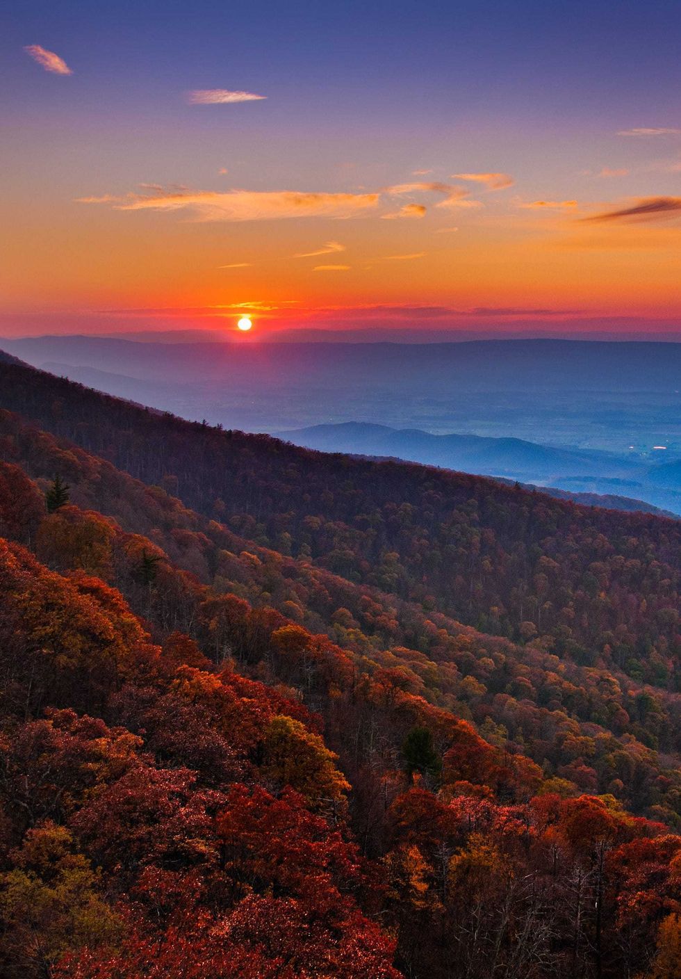 Virginia Beauty
