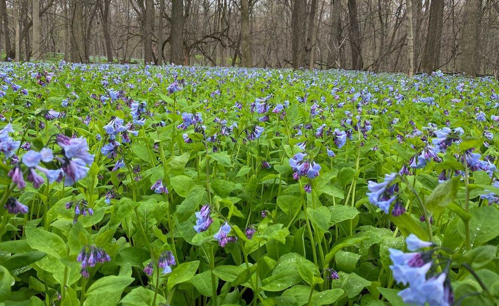 Virginia bluebells