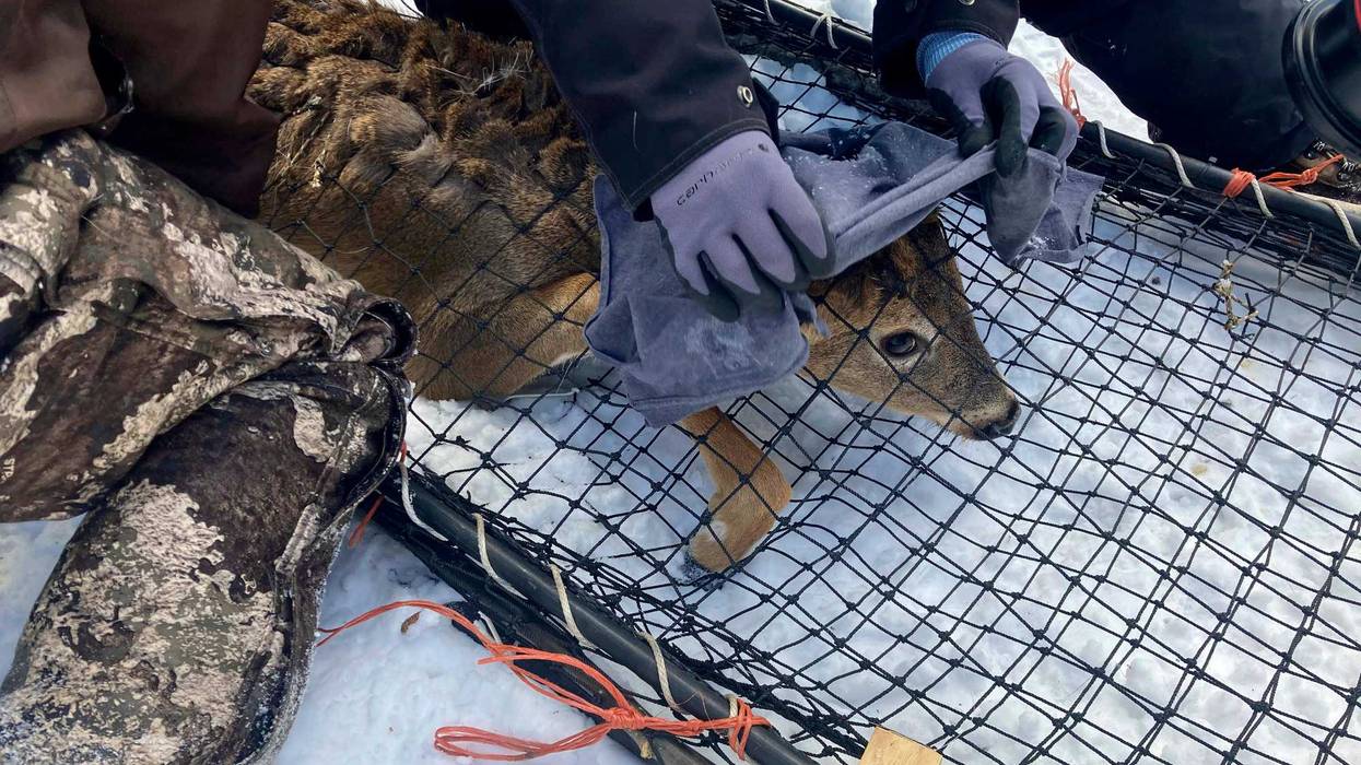 Virus Outbreak Animals