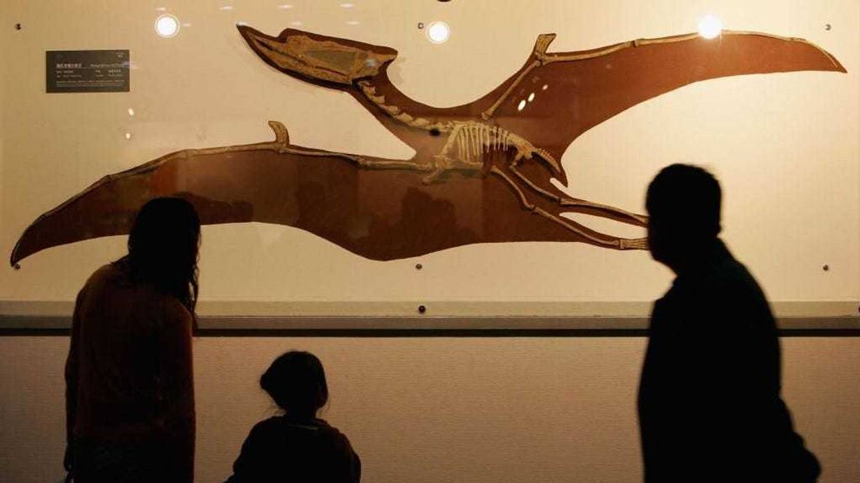 Visitors view a fossil specimen of a pterosaur at the Geological Museum of China during an activity to mark World Earth Day April 22, 2006 in Beijing, China.